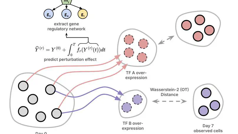 Interpretable Neural ODEs for Gene Regulatory Network Discovery under Perturbations